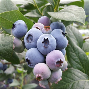 Blueberry 'Ozarkblue'